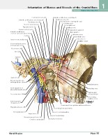 Frank H. Netter, MD - Atlas of Human Anatomy (6th ed ) 2014, page 72